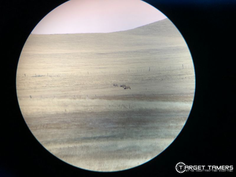 Elk through 15x spotting scope at 1307 yards