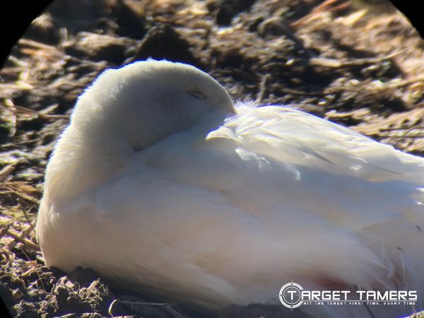 White duck through spotting Scope 45x