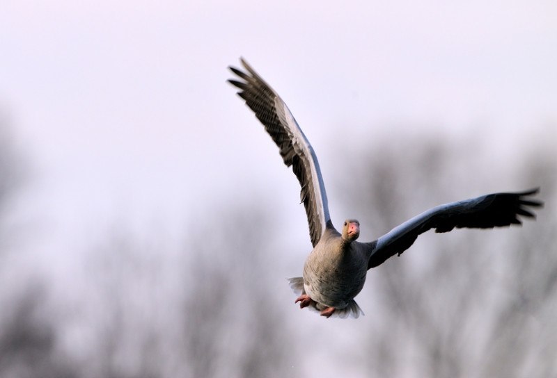 Geese Hunting