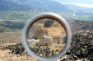 wire reticle
