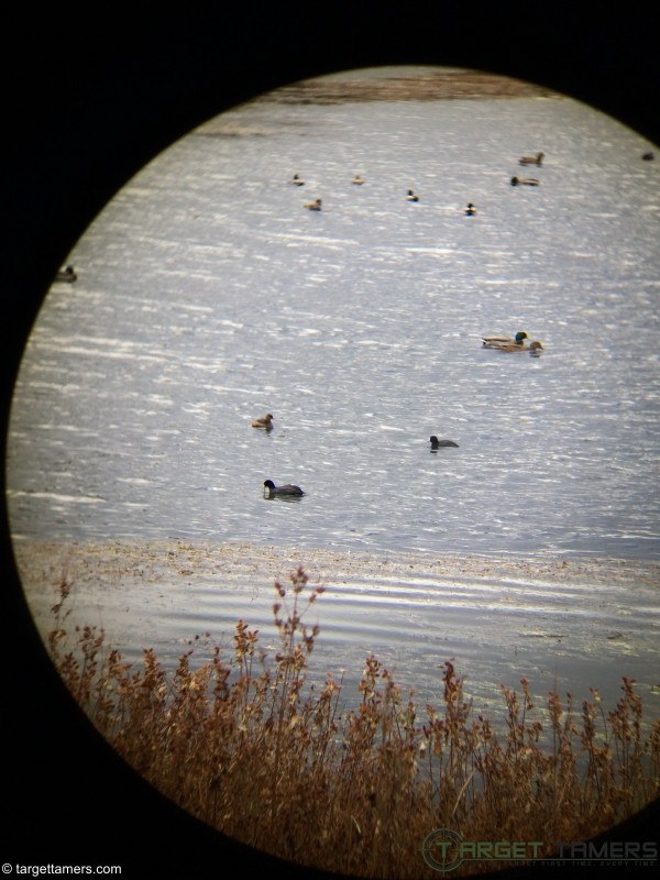 Photo of Ducks on lake taken from inside truck using Burris 10x42 Droptine binos