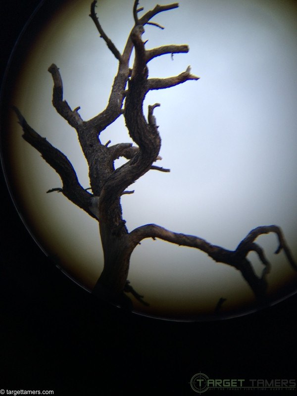 Top dead tree looking through binoculars.