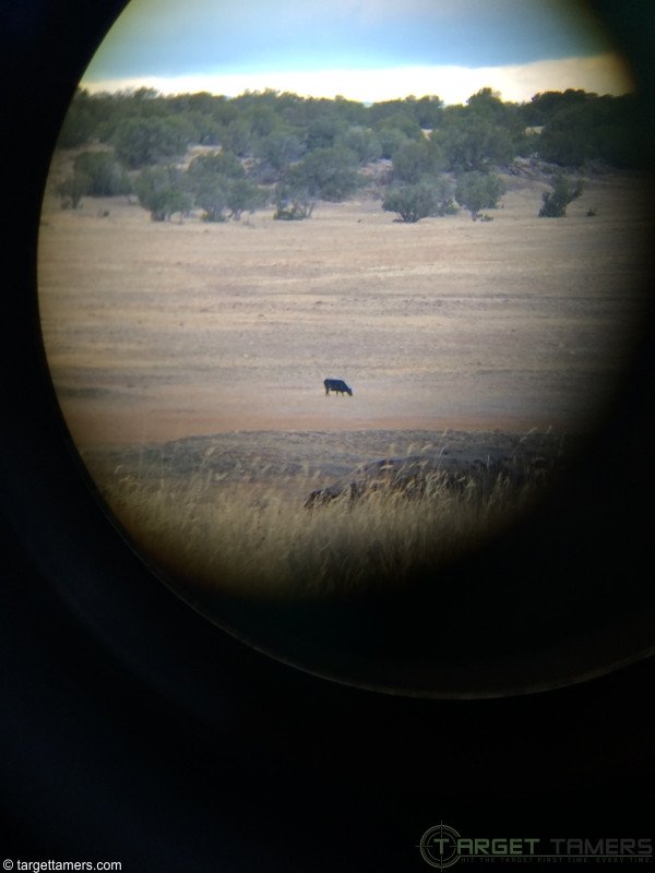 Photo of grazing cattle through binocular