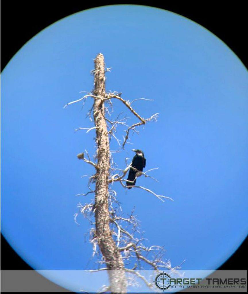 Pic of crow on dead tree taken with C1 10x42 binos