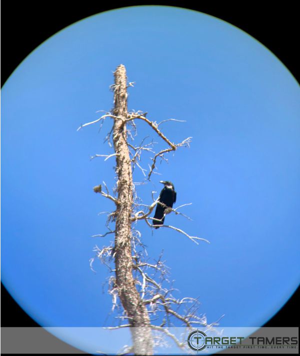 Pic of crow on dead tree taken with C1 10x42 binos