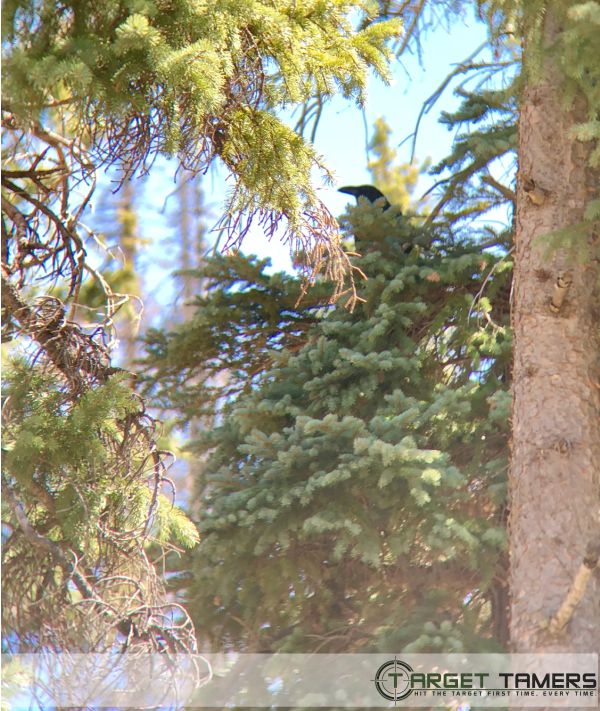Photo of crow amoung foliage as seen through Maven 10x42