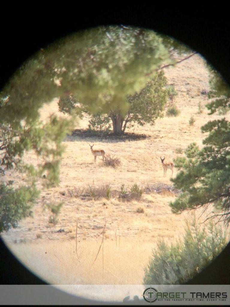 Grazing pronghorn sighted through 10x42 Maven binocular