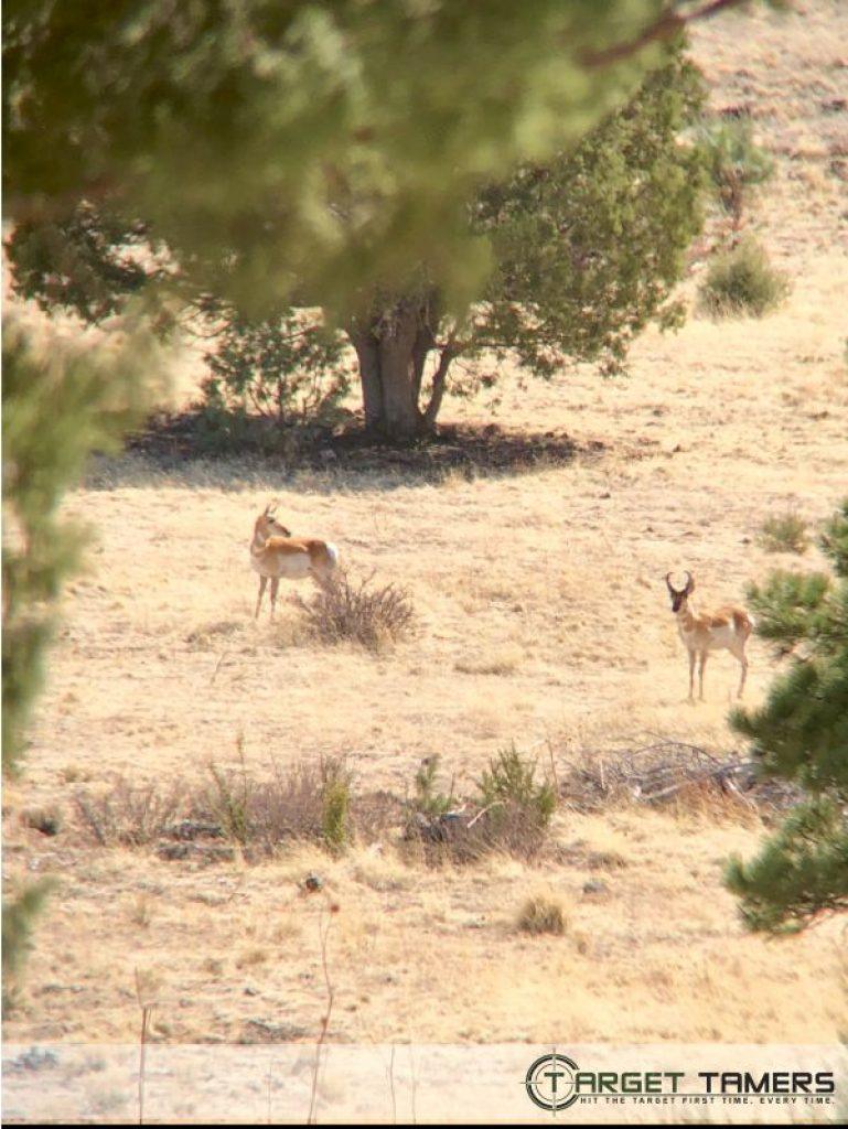 Increased magnification of pronghorn sighting with digiscope adaptor