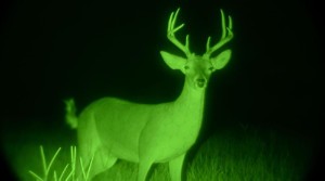 Deer in Night Vision