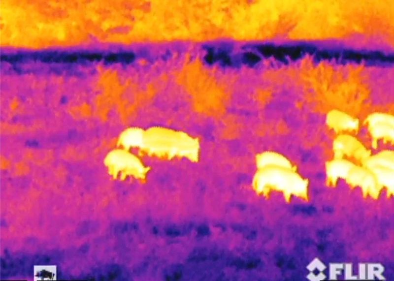 Photo of Hogs Taken Through Thermal Imaging Bi-Ocular