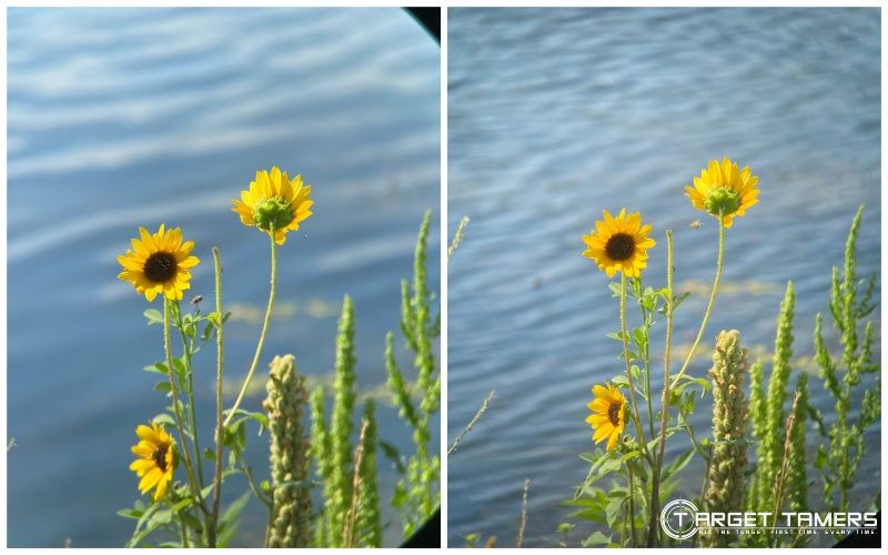 sunflowers and bees b2 vs b1.2