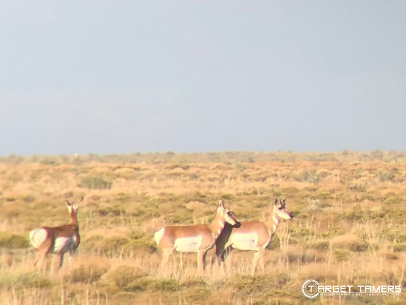 Looking at Antelope through Maven B5 15x56 binoculars