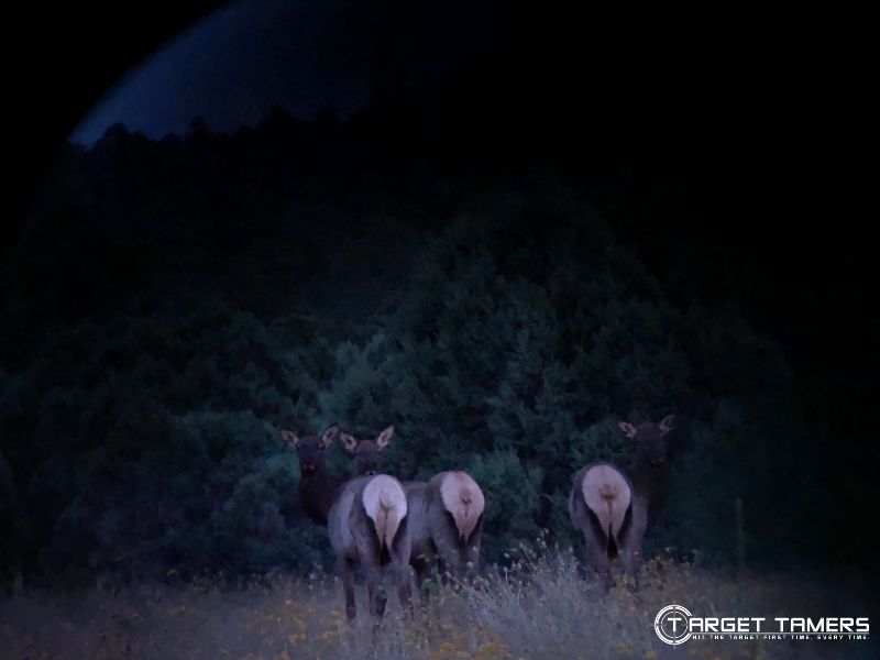 Looking at Elk on dark through Maven B5 15x56 binoculars