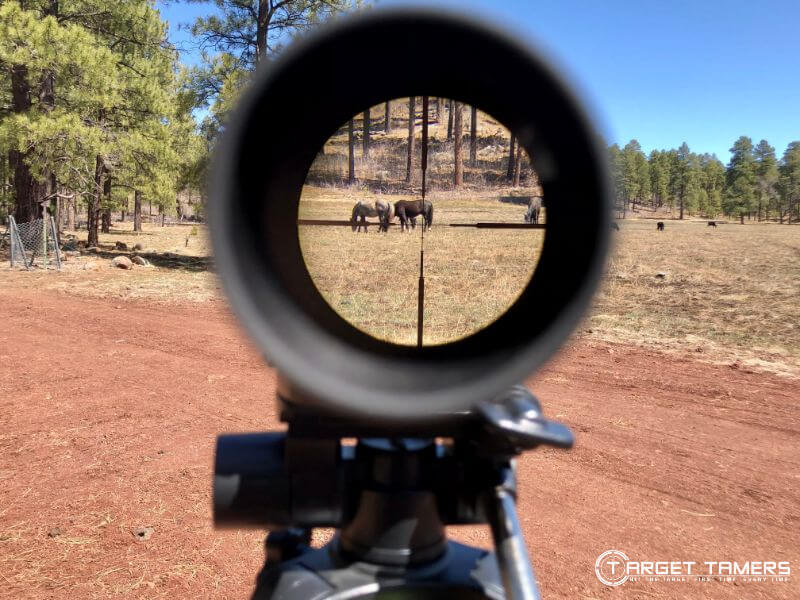 Horses sighted at 50 yds through CRS.2