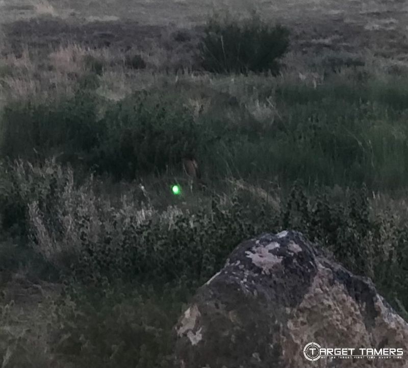 Green dot reticle on rabbit hidden in the weeds in low light