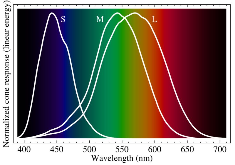 Cone-fundamentals-with-srgb-spectrum