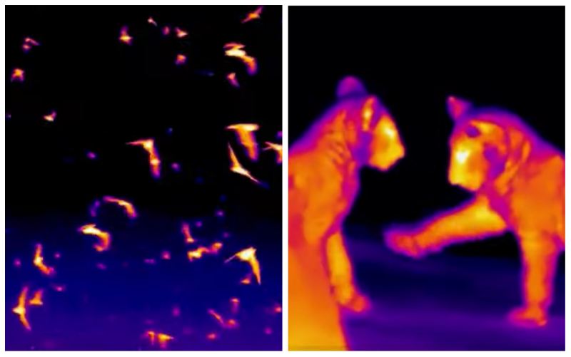Teledyne FLIR Thermal in action with fusion color palette