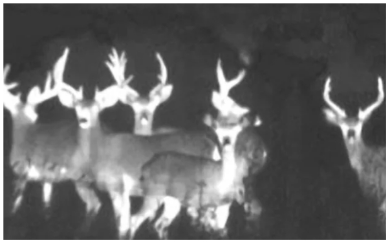 Thermal imaging of a deer herd