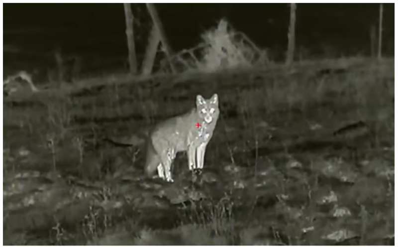 Coyote hunting with thermal