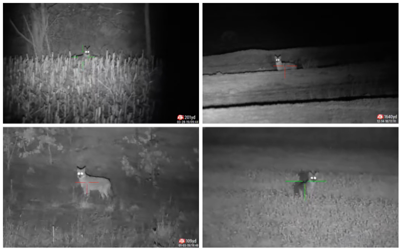 Hunting coyotes with ATN X Sight