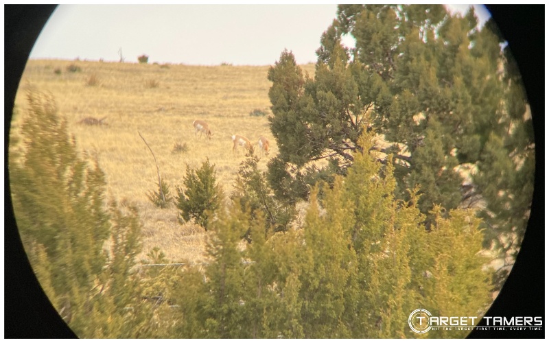 pronghorn antelope thru PA slx binoculars