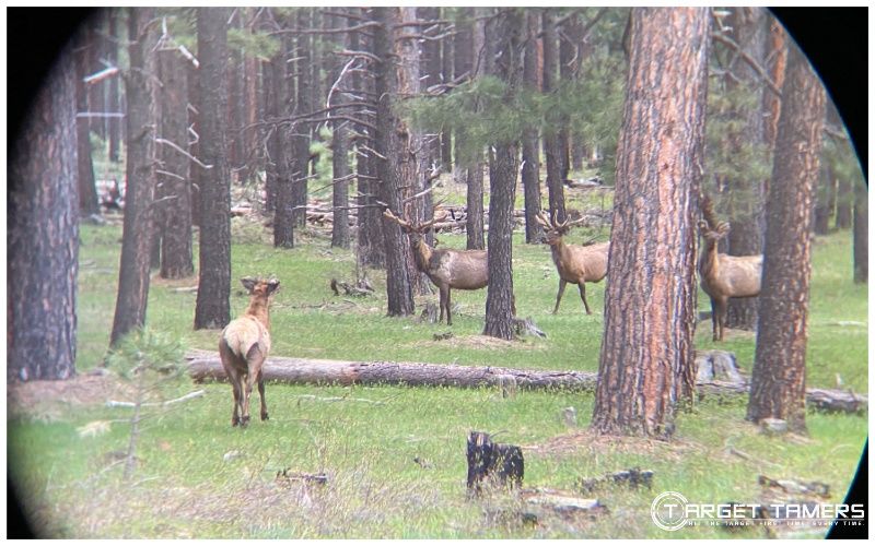 Capturing elk with the Vortex Crossfires