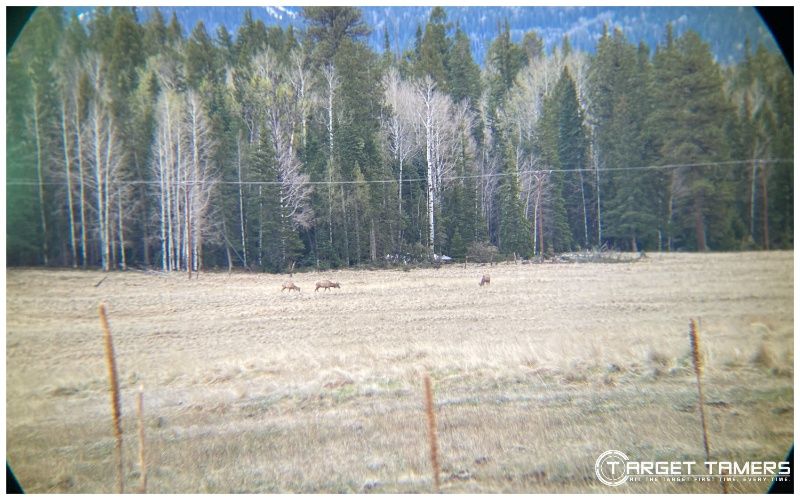 Elk almost 2000 yards out