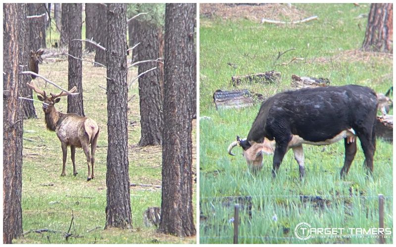 Elk and cow through Vortex Crossfire