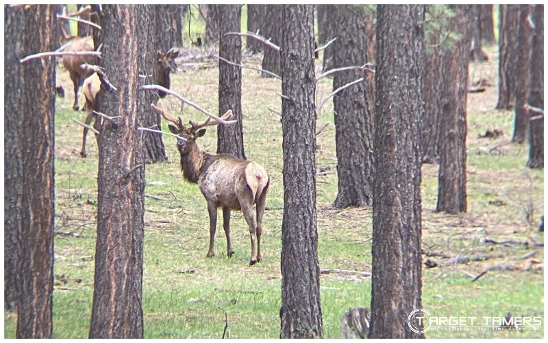 Stalking an elk with the Crossfire HD