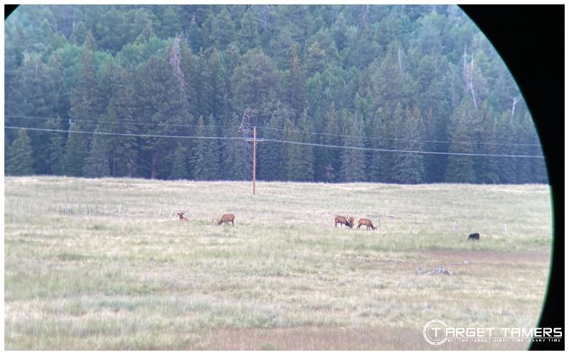 Elk herd seen with Maven B2 binoculars