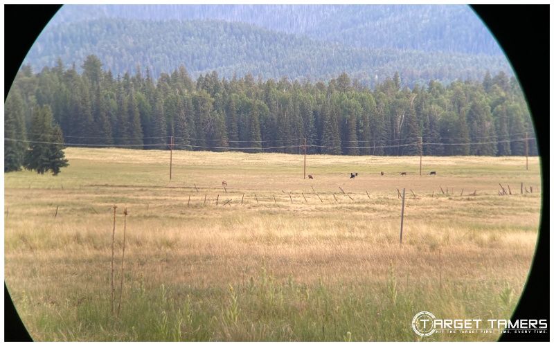 Lone female elk spotted with Maven B2 binos