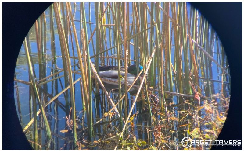 Duck amongst the reeds